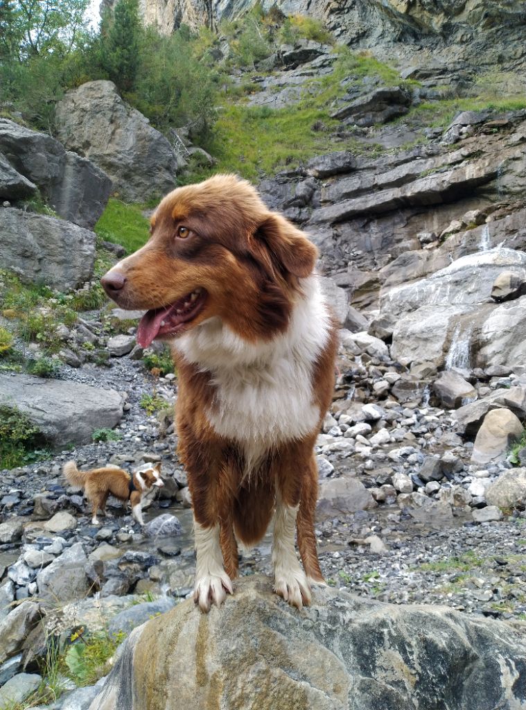 Rowan des Bergers du Noryema
