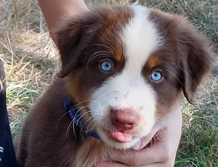 TOSCA River Land Stars