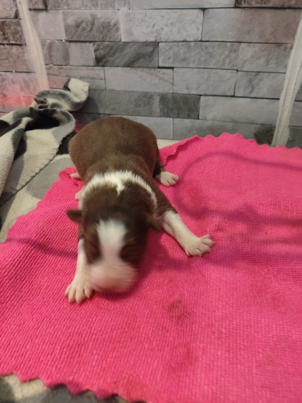 des Bergers du Noryema - Chiots disponibles - Berger Australien