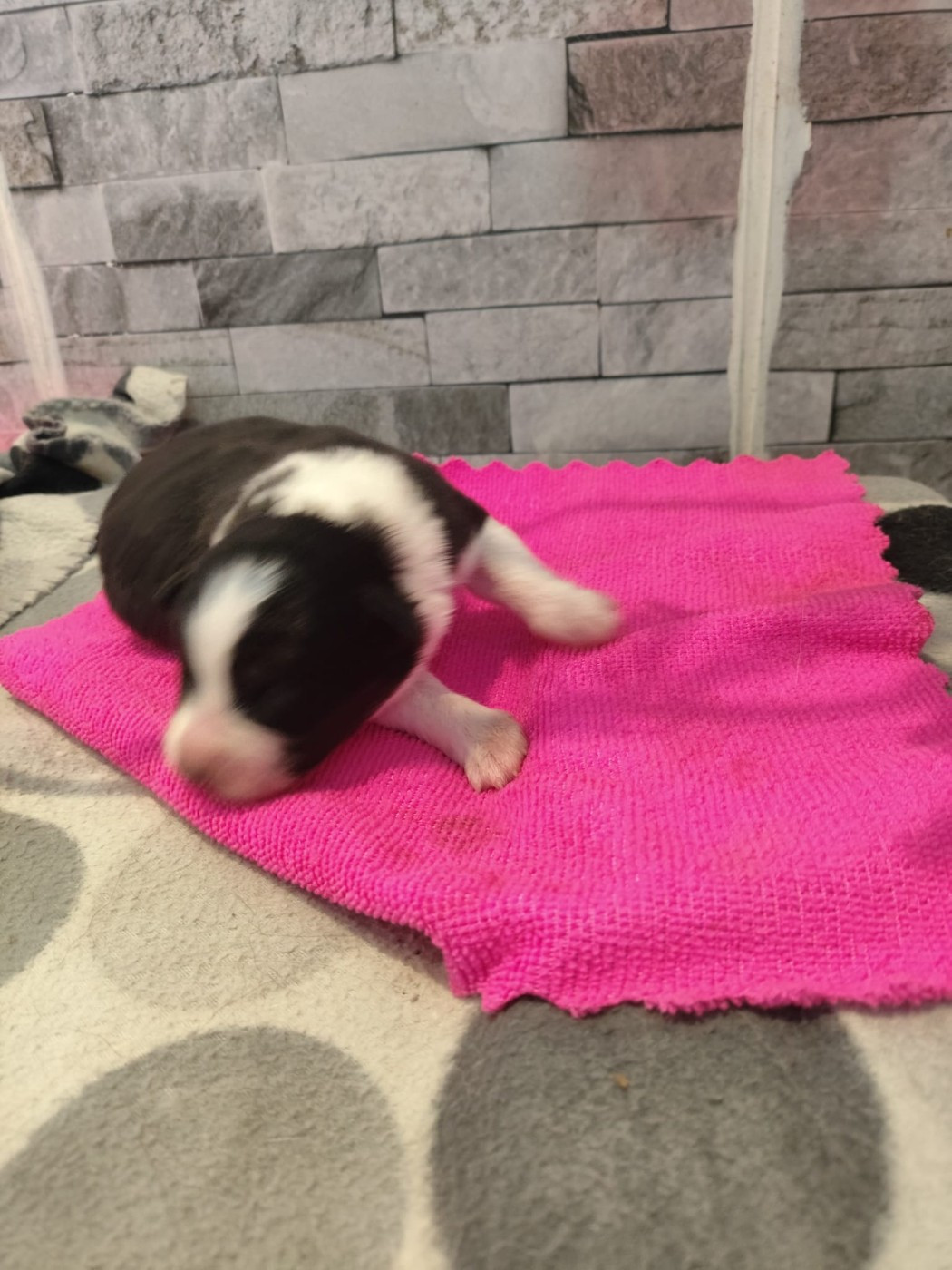 des Bergers du Noryema - Chiots disponibles - Berger Australien