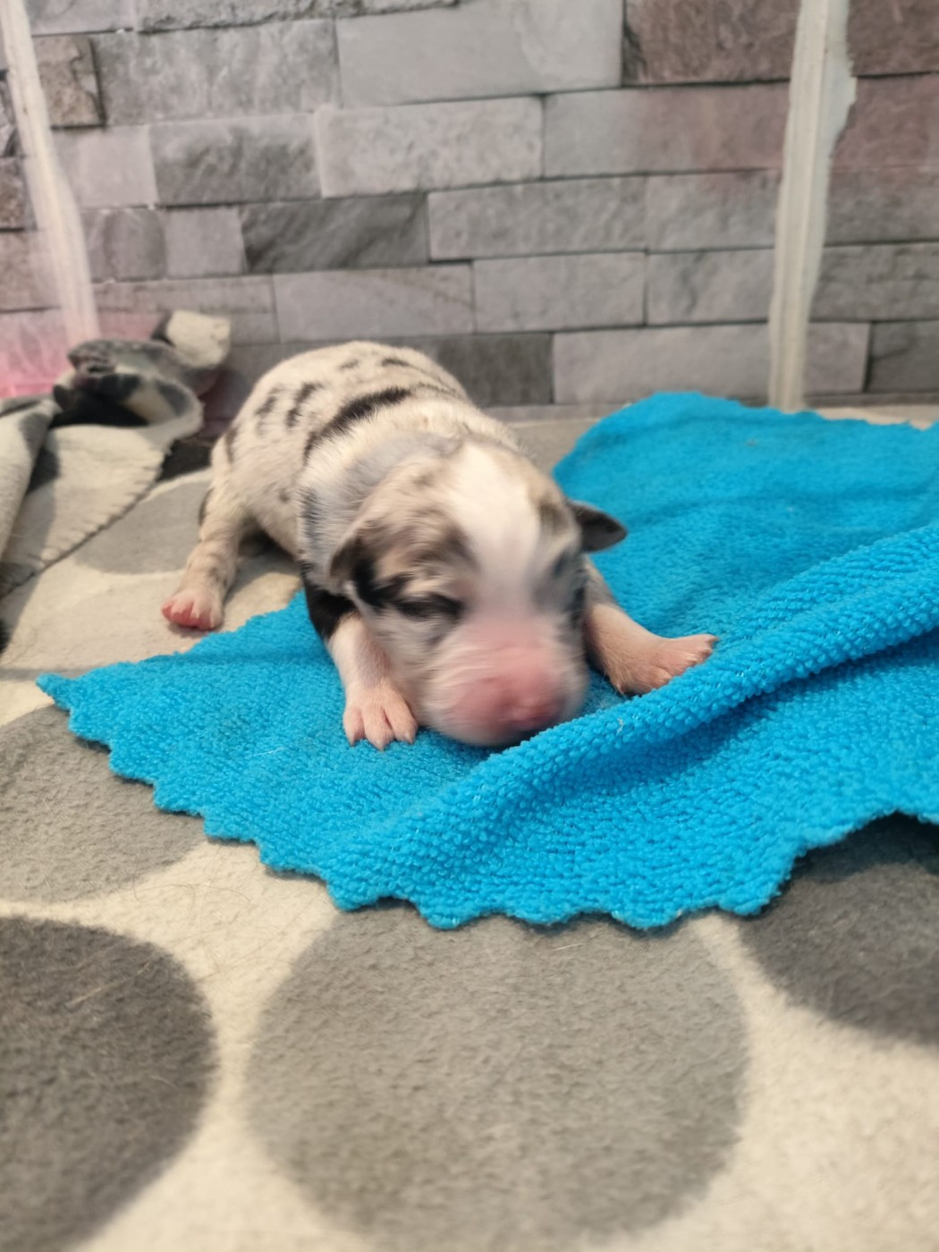 des Bergers du Noryema - Chiots disponibles - Berger Australien