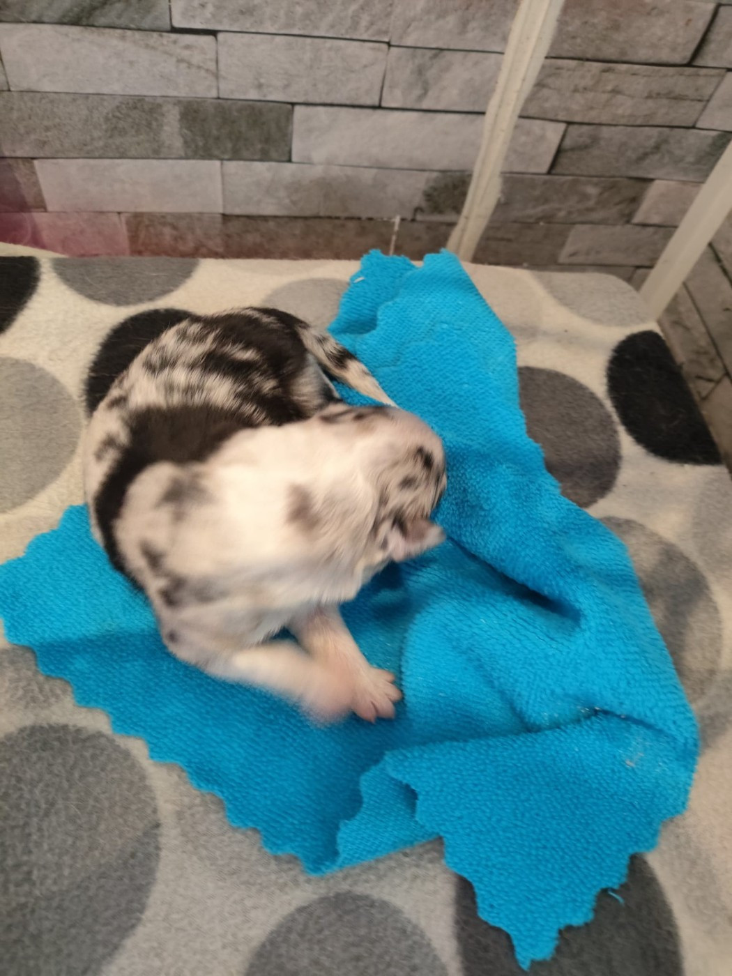 des Bergers du Noryema - Chiots disponibles - Berger Australien