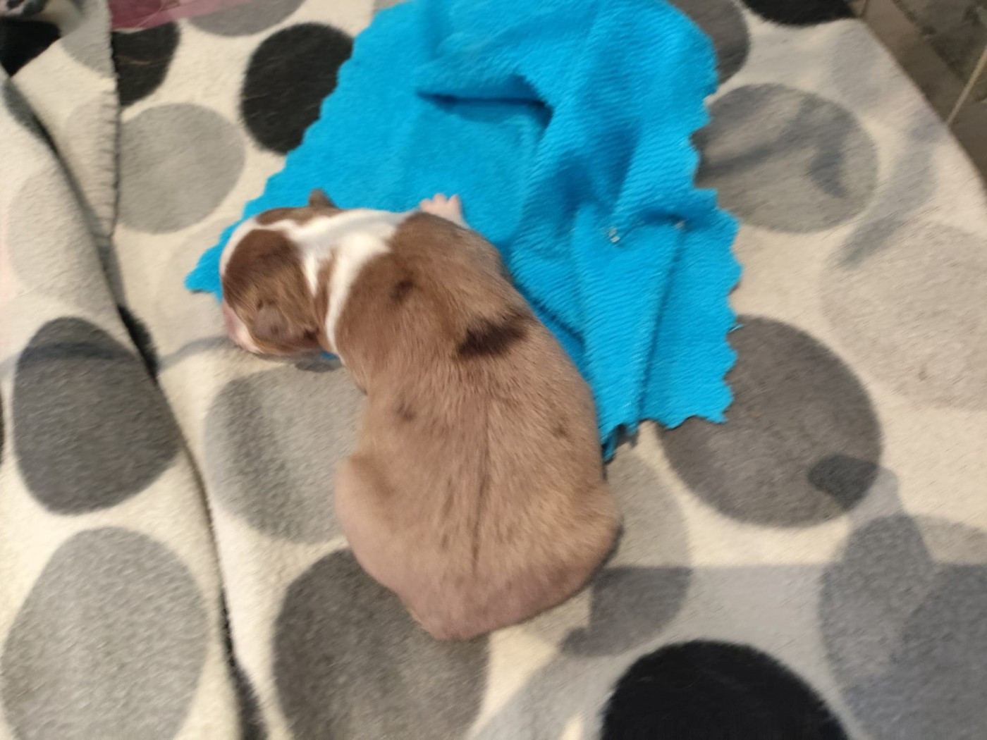 des Bergers du Noryema - Chiots disponibles - Berger Australien