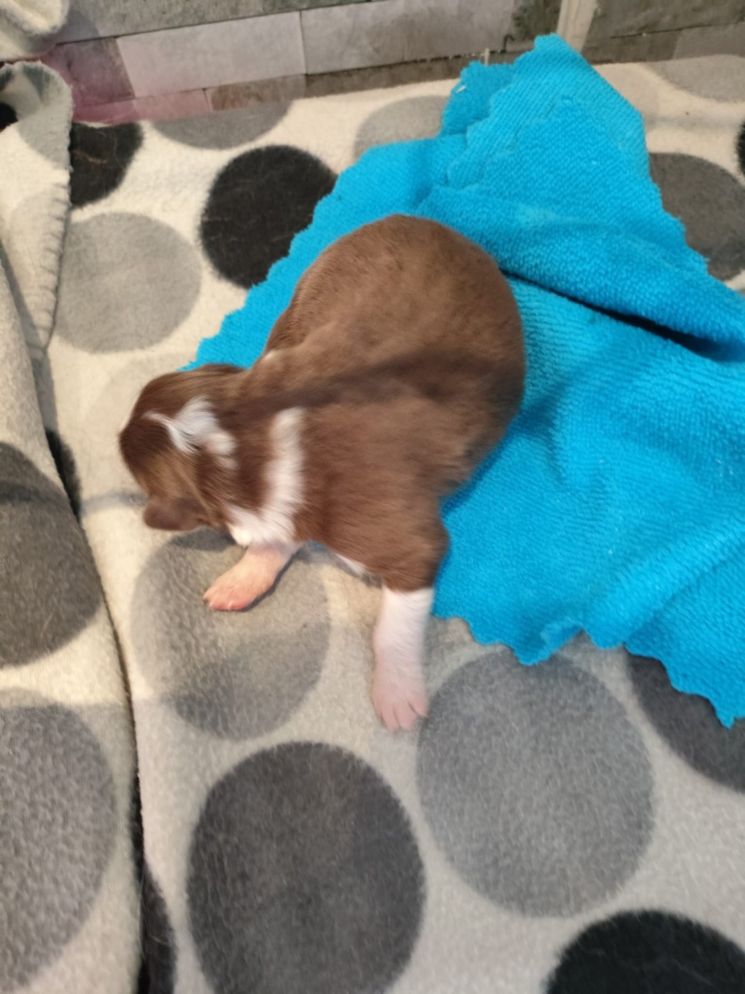 des Bergers du Noryema - Chiots disponibles - Berger Australien