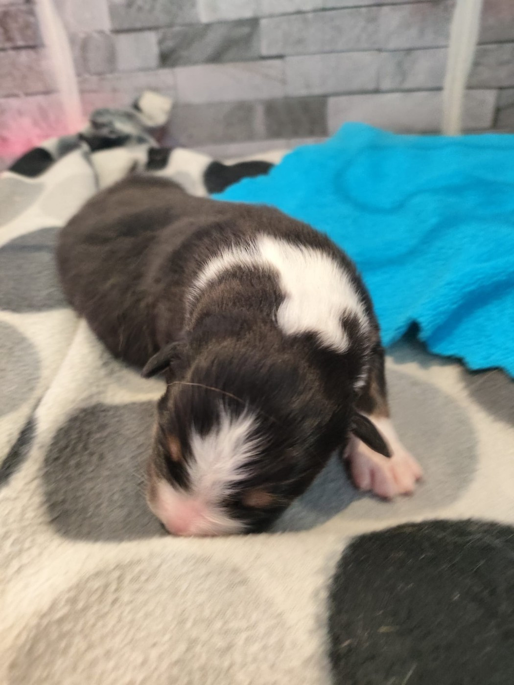 des Bergers du Noryema - Chiots disponibles - Berger Australien