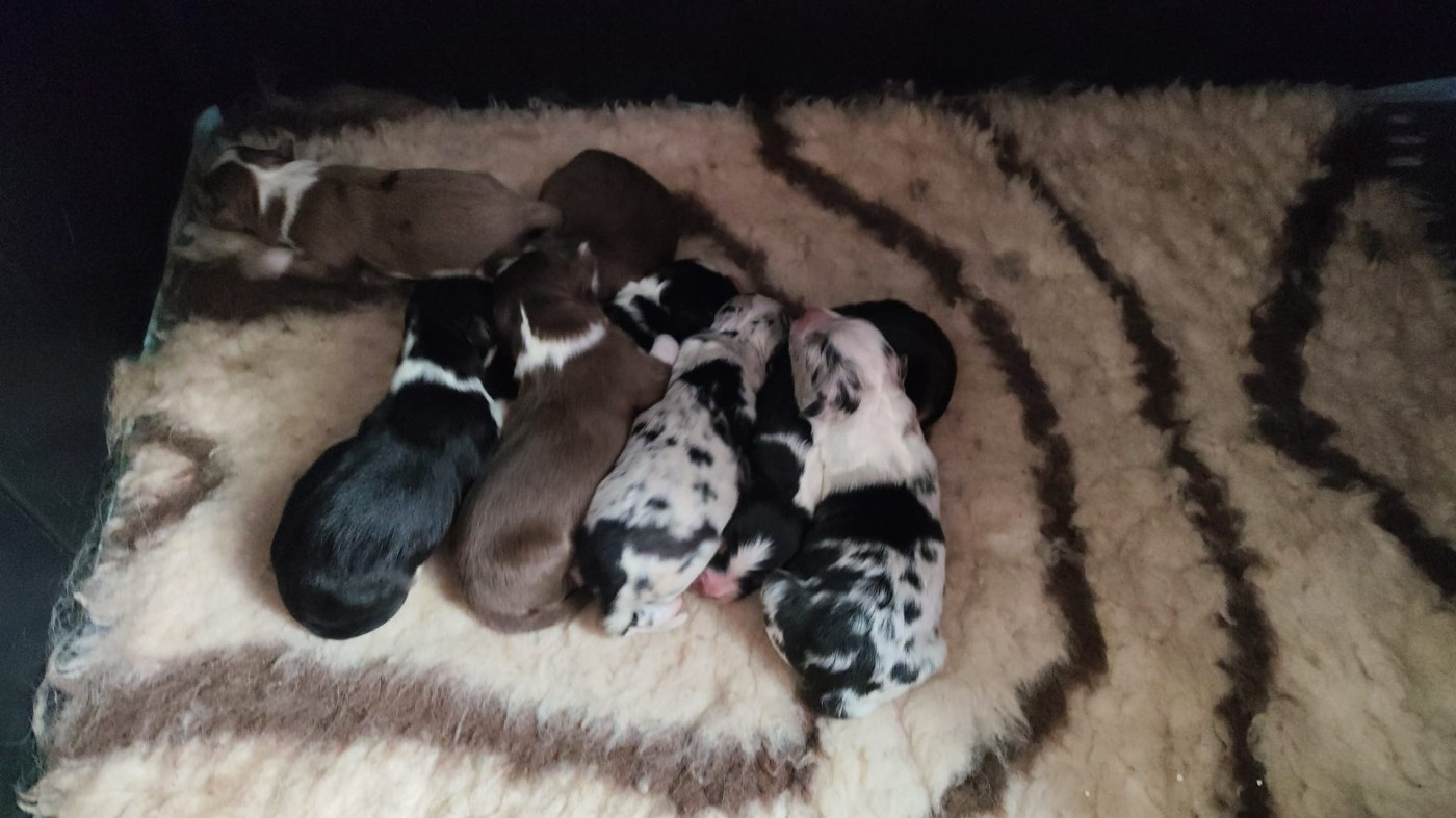 Chiot Berger Australien des Bergers du Noryema