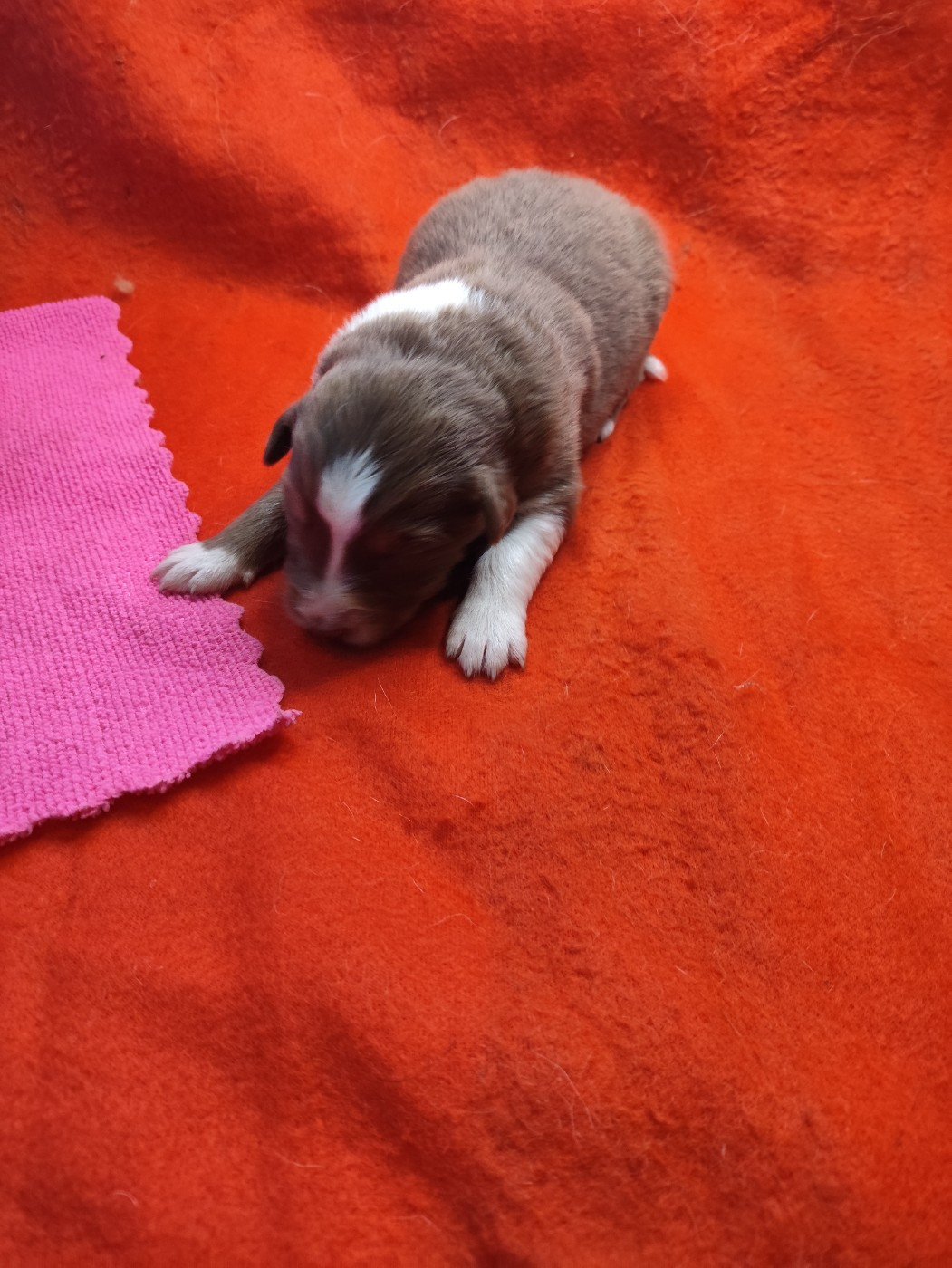 des Bergers du Noryema - Chiots disponibles - Berger Australien