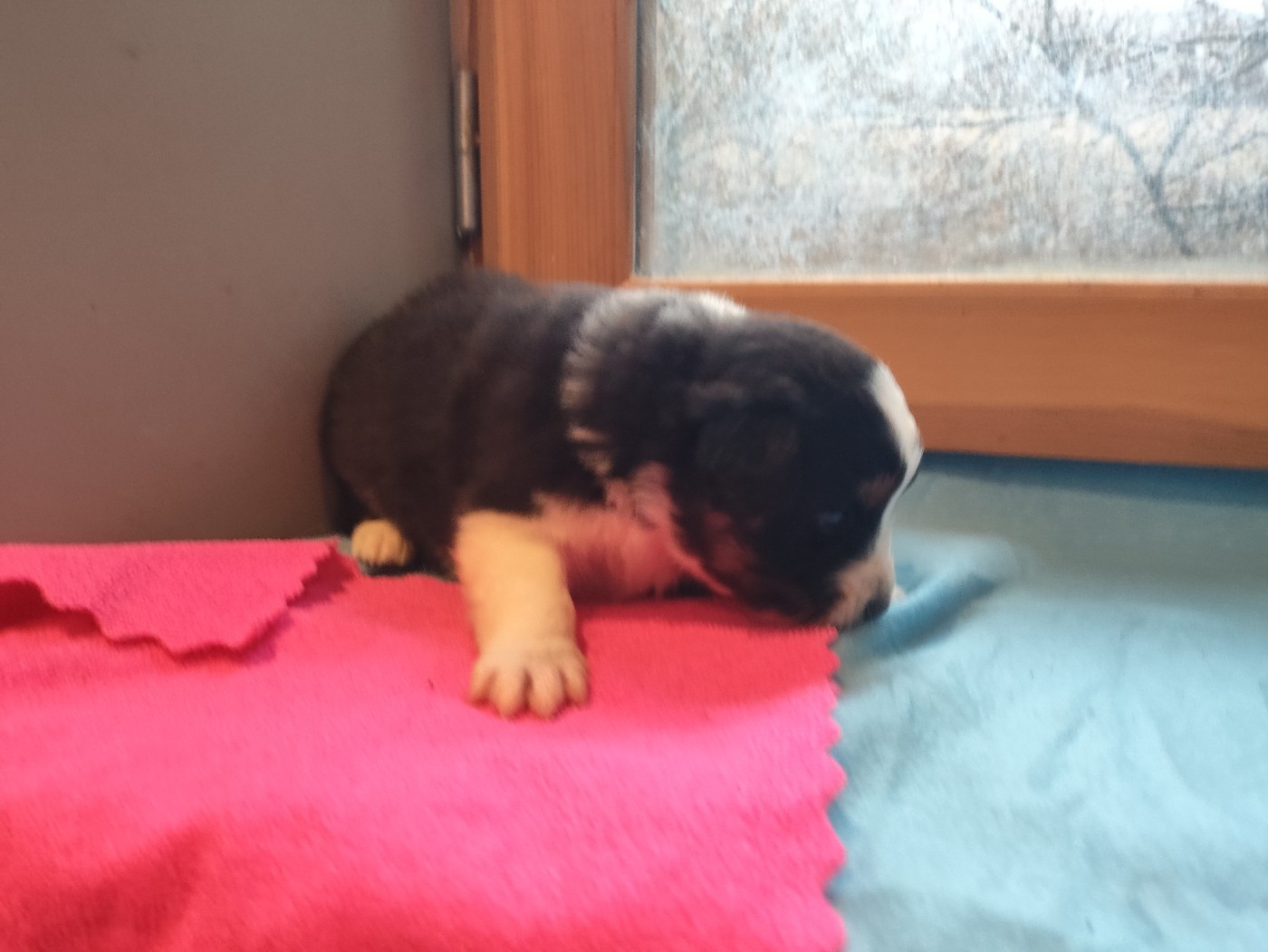 des Bergers du Noryema - Chiots disponibles - Berger Australien