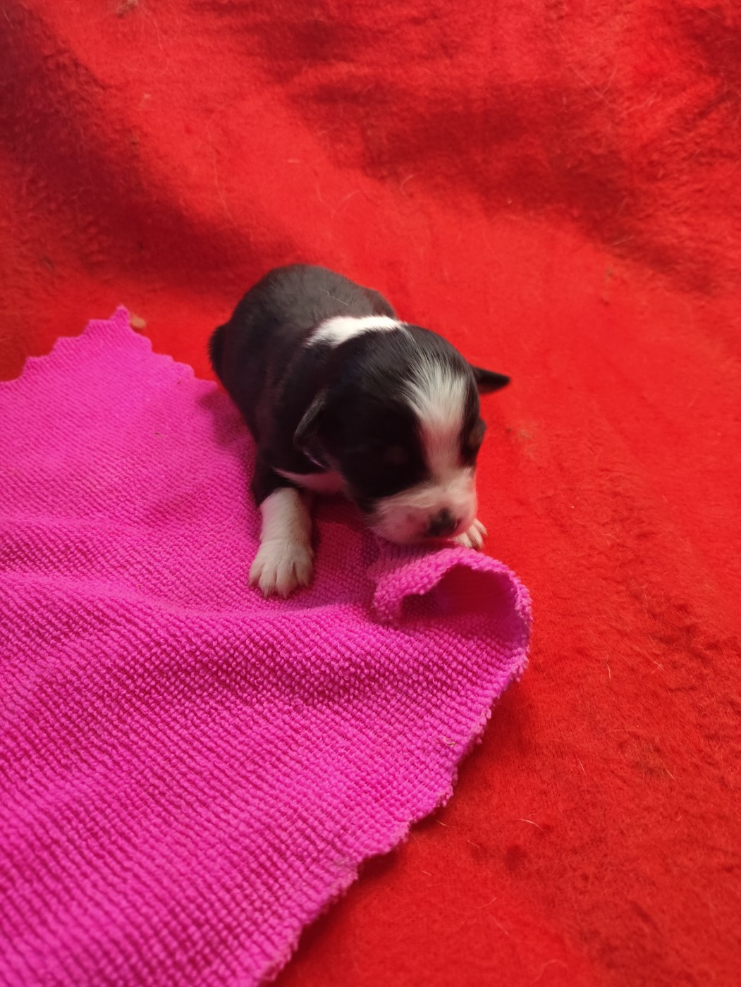 des Bergers du Noryema - Chiots disponibles - Berger Australien