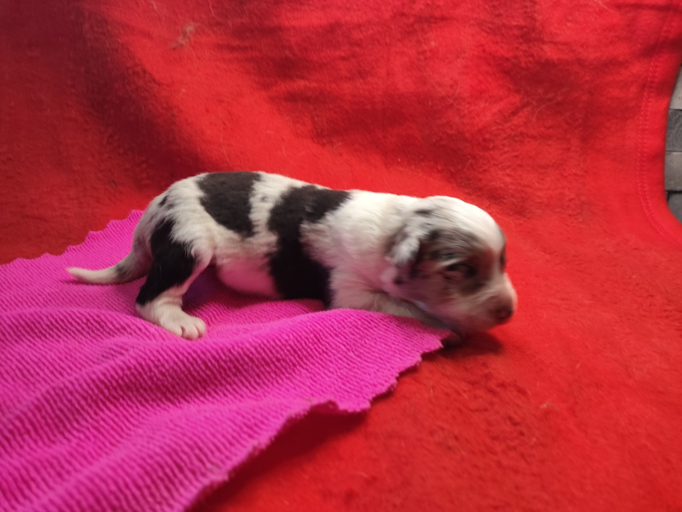 des Bergers du Noryema - Chiots disponibles - Berger Australien