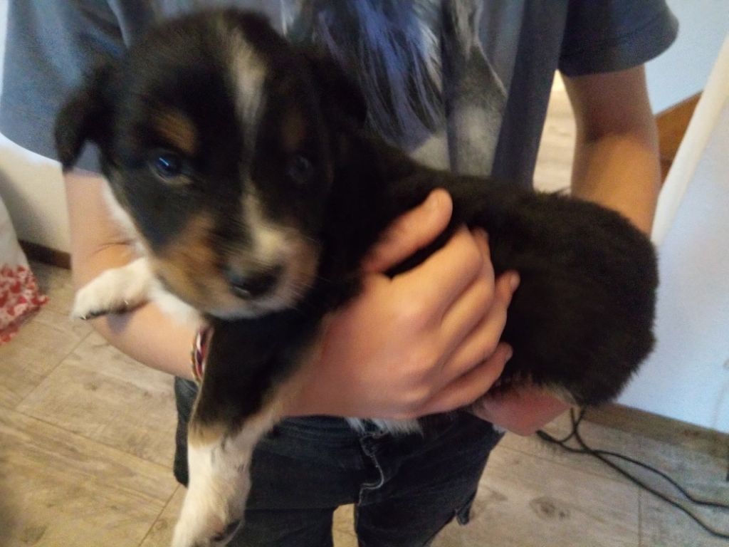 CHIOT Noir tricolore
